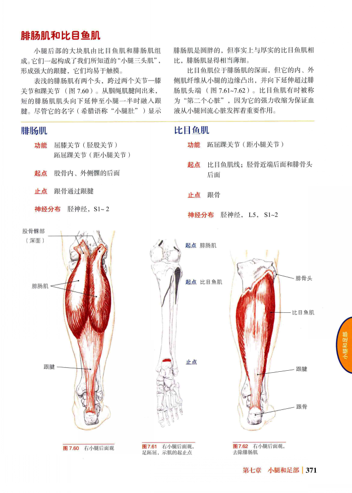 p>跟腱是小腿三头肌,即 a target="_blank" href="/item/腓肠肌