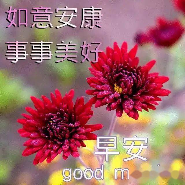 早上好朋友最新特漂亮早上好鲜花图片带字带祝福语夏天早安问候祝福