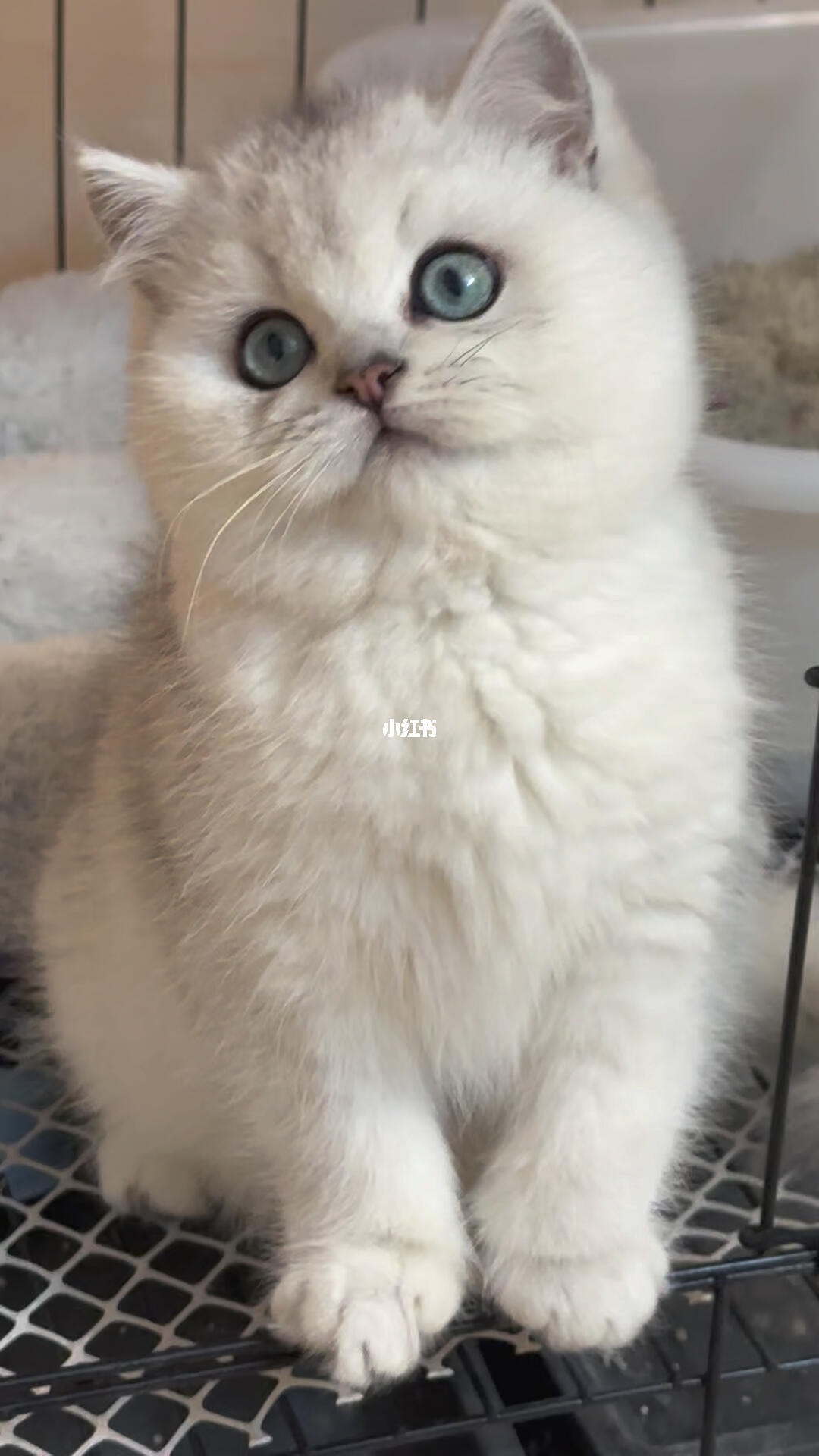 纯种血统银渐层弟弟2500