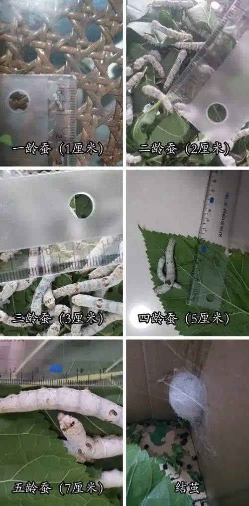 蚕,我们的好朋友――组员:杨振轩,李子旋,陈星易,罗涵,秦居果而