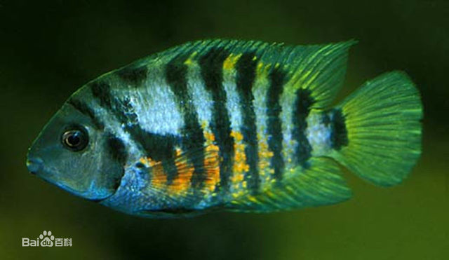 九间菠萝在美洲慈鲷中属小型慈鲷,却是属于很强悍的鱼,常常以小吃大.