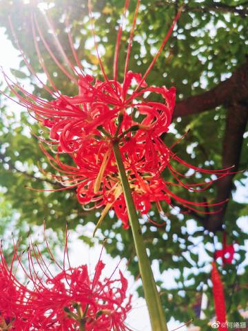 (彼岸花  石蒜科  有毒)