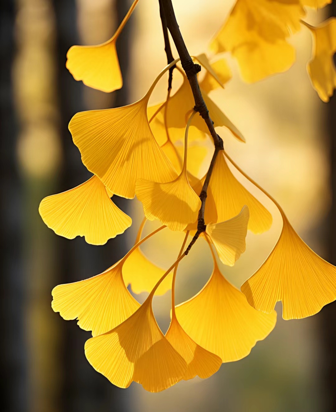 漂亮的银杏树叶子#评论区大神选拔赛