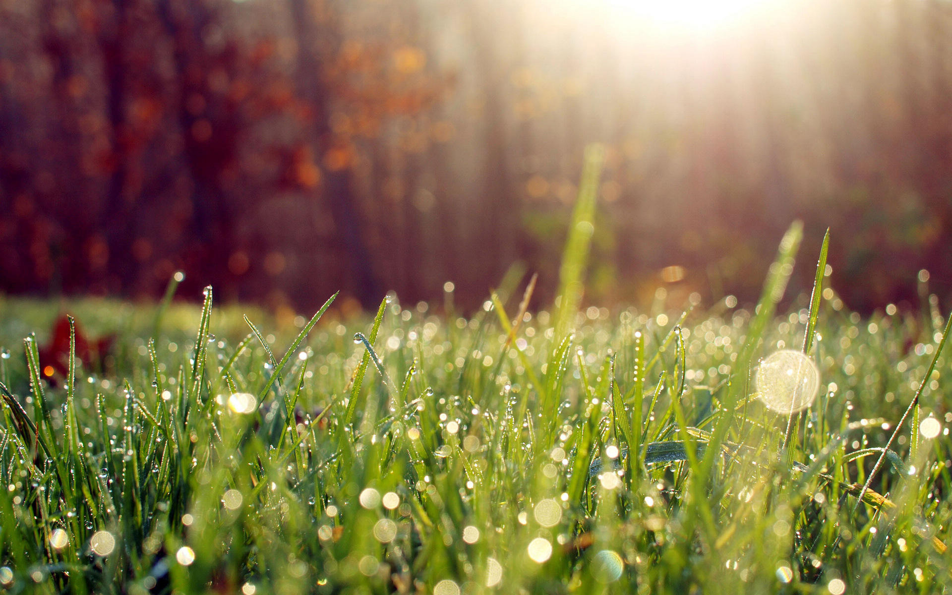 夏日清晨植物上的露珠漂亮的景色桌面壁纸