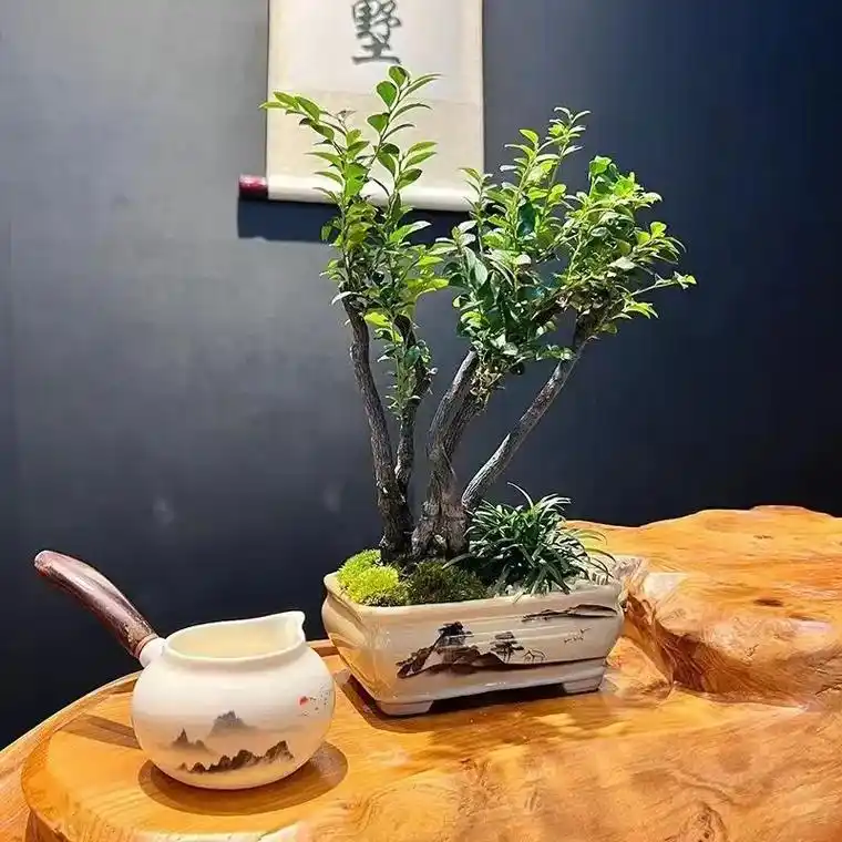 小叶紫檀—帝王之木.一款集聚经济价值,观赏价值的绿植盆景#图 - 抖音