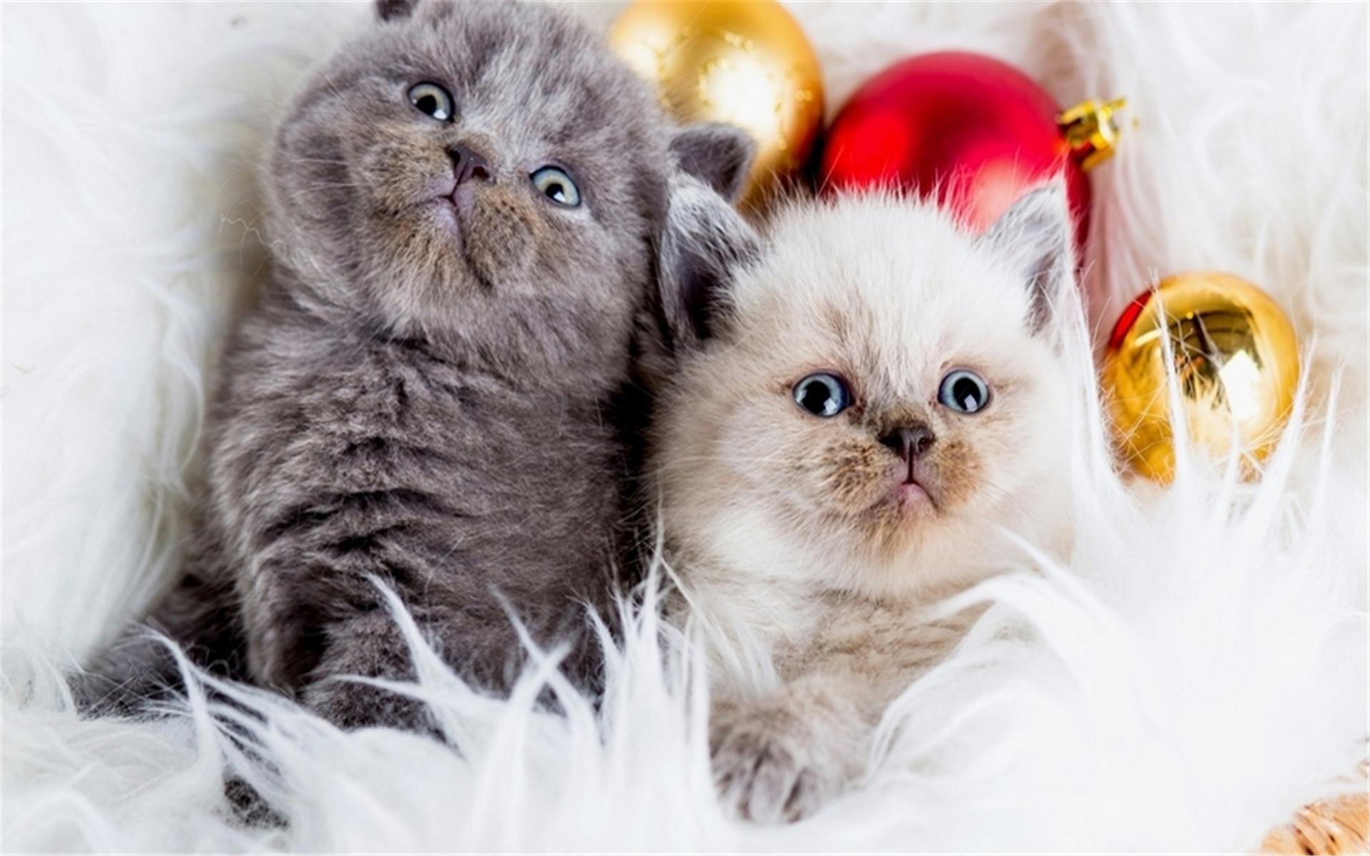 精选萌宠可爱动物萌萌哒动物精美壁纸图片大全