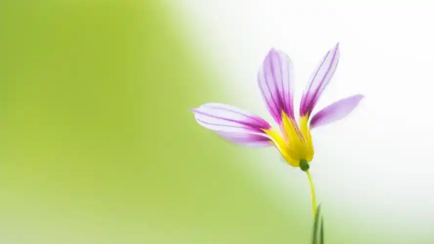 清新淡雅花卉微距摄影壁纸_唯美好看小花