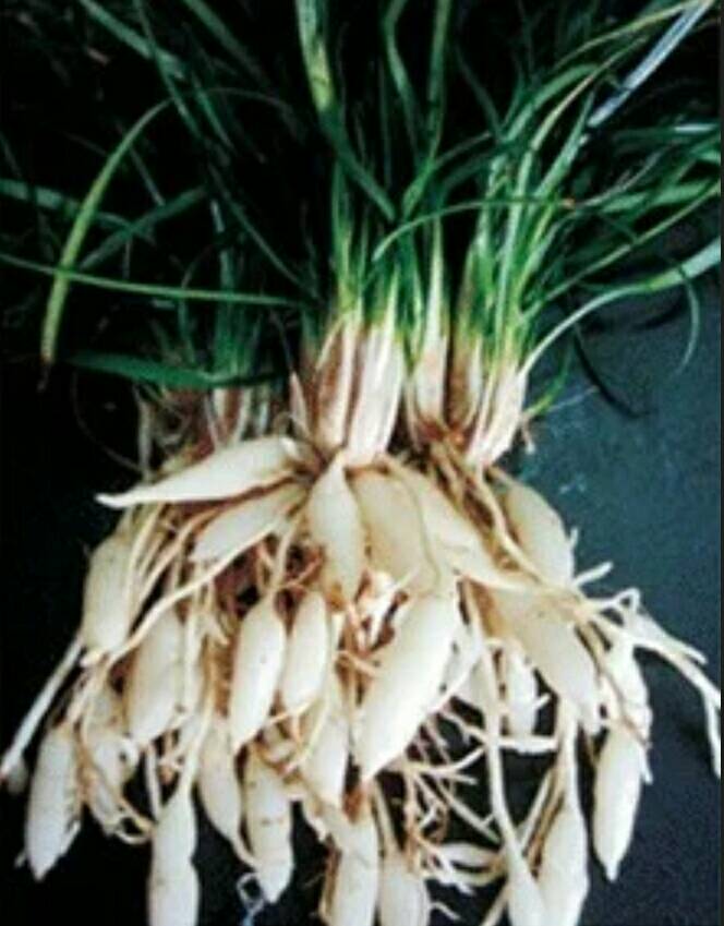 展开全部 这是麦冬,也叫沿阶草