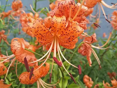 喜欢之一黄百合(卷丹)