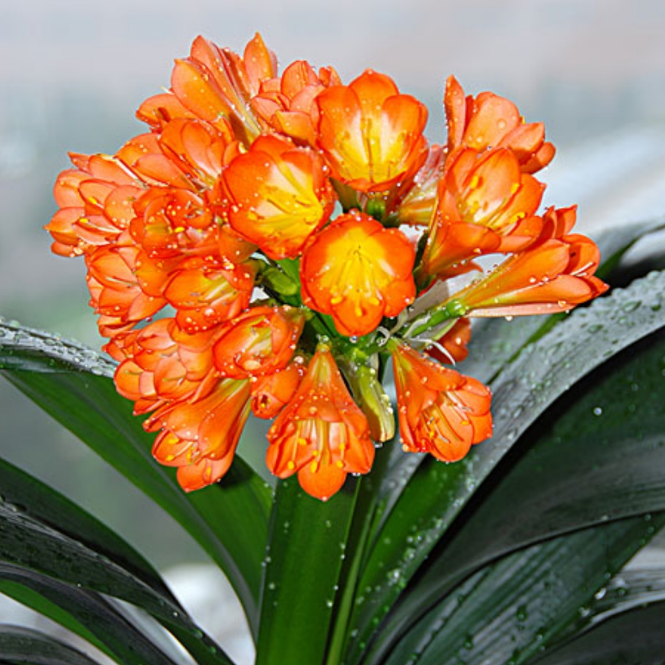 七种"吉利旺财"花,过年行好运,镇宅吉祥,寓意美好