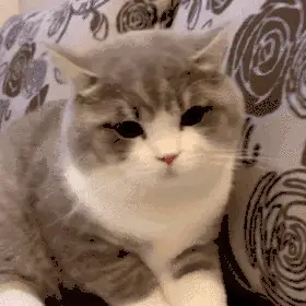 历史回顾网红猫咪土豆表情包第二弹