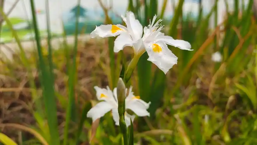 美丽吉安之赏花系列清新脱俗的蝴蝶花