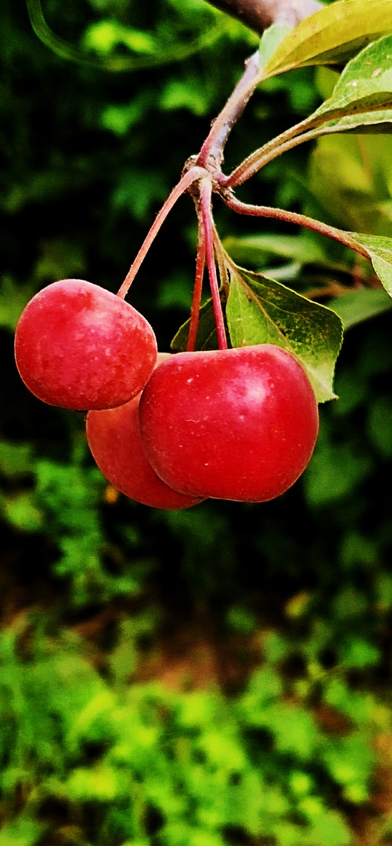 海棠果红红的果子看着好喜啊