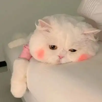 个性时尚萌宠猫咪女生头像最新可爱小猫很好看很精致宠物头像