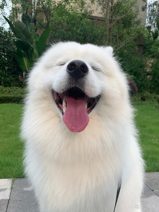 可爱的萨摩耶好治愈呀小家伙笑起来非常温暖