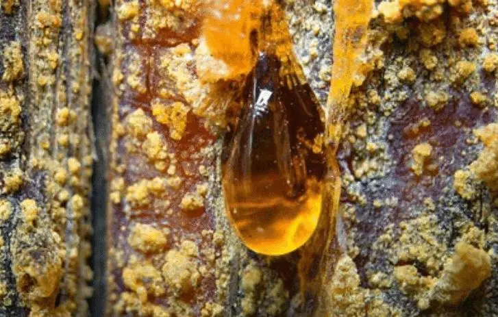 4100万年前,一对苍蝇在交配时变成琥珀,世界上尴尬之