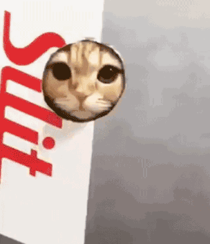 萌宠小猫钻出来可爱gif动图_动态图_表情包下载_soogif