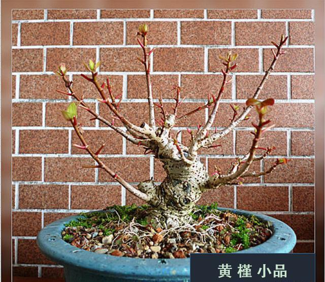 盆景养护的基本技巧,最简单却又是最致命的难点,换盆养护技巧!