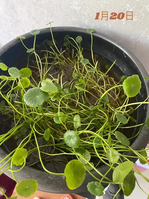 铜钱草半土半水和全水培区别