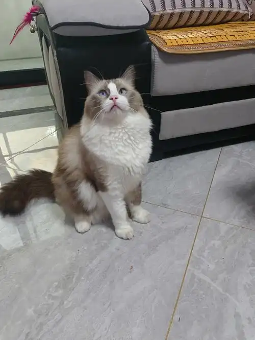 这个夏天太热了,连猫猫下巴的色块都晒没了#布偶猫