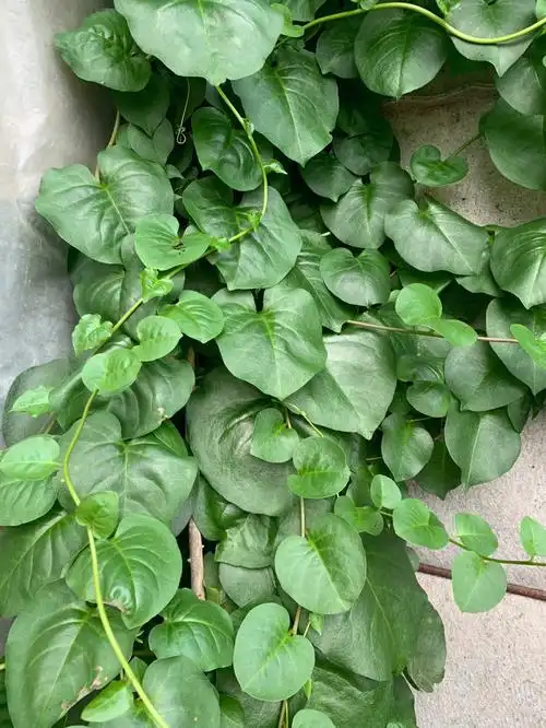 云南白药长这个样子