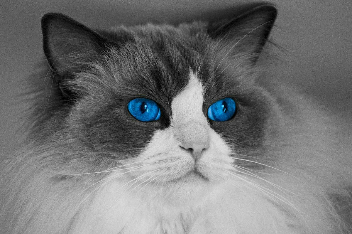 布偶猫的颜值有多高?