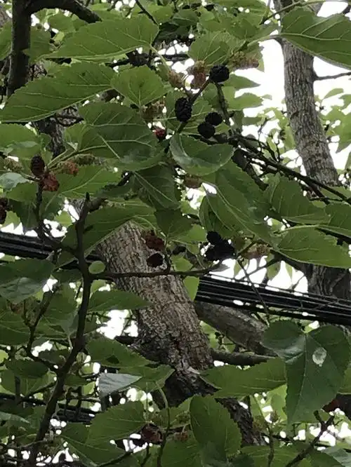 夏～河边的野桑葚树?