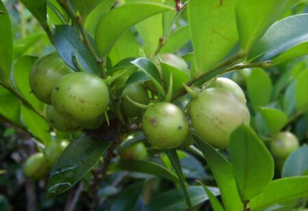 小叶紫檀树果实真的存在吗?你见过吗?_种子