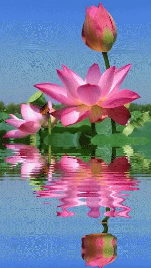 好看的动态图喜欢的可以转