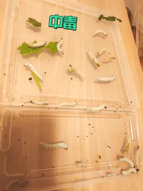 蚕宝宝养成记2之中毒记抢救蚕宝宝
