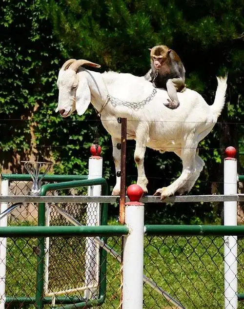 动物——快乐 - 美篇