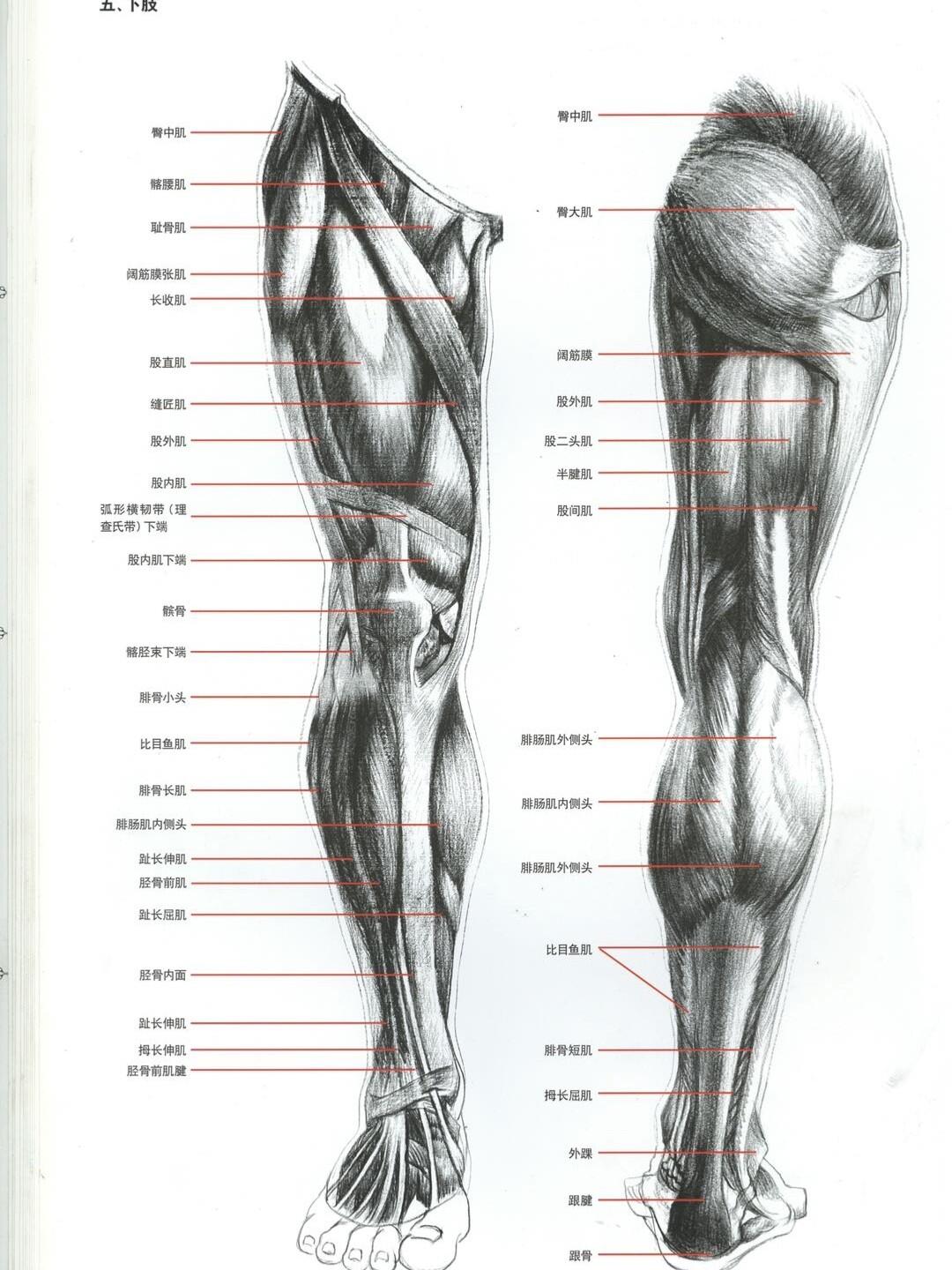 腿部肌肉图