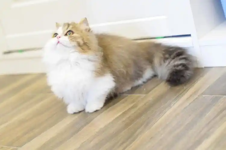 金渐层加白拿破仑长毛矮脚猫短腿猫ny25色