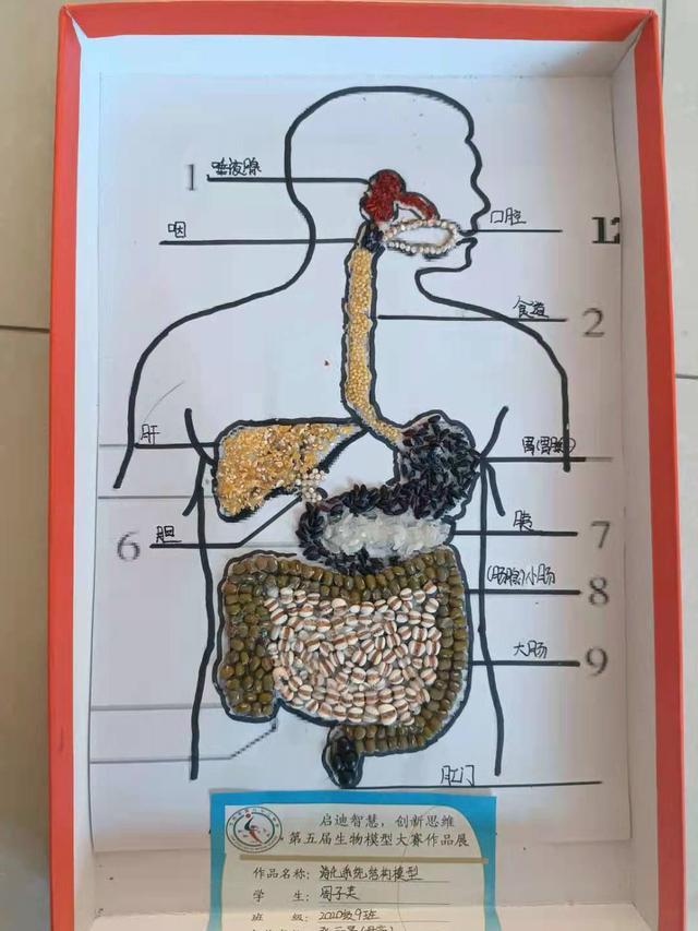 在一些初中生脑洞大开的设计下,它们可以变成一个消化系统结构模型
