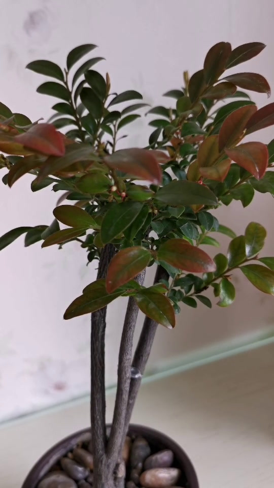 小叶紫檀盆景开花吗?什么样?