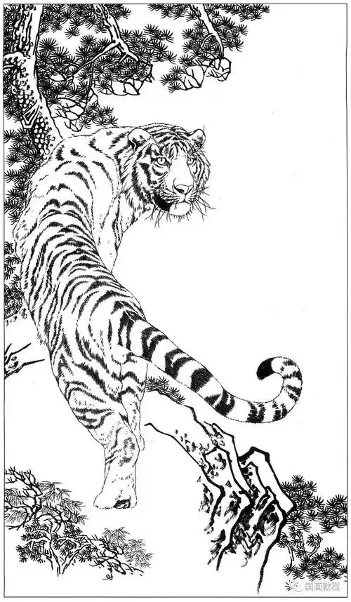 老虎白描合集