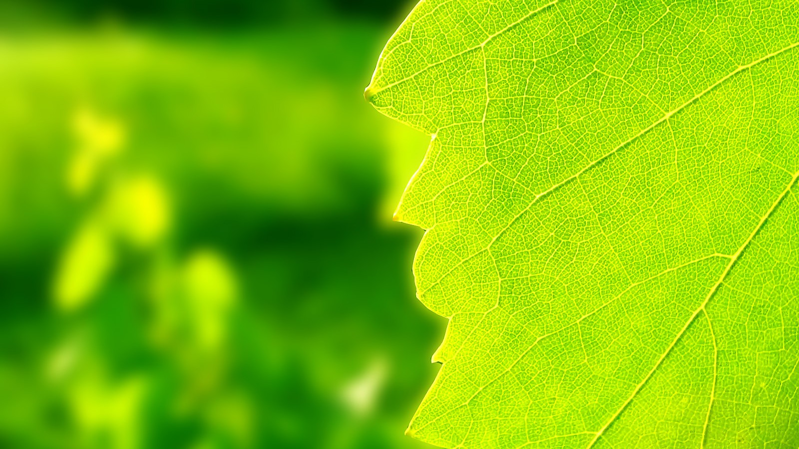 绿色养眼的叶子唯美图片桌面护眼壁纸