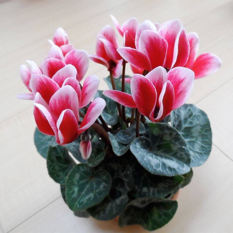 仙客来盆栽带花苞室内花卉重瓣迎客来四季开花好养花苗观花植物