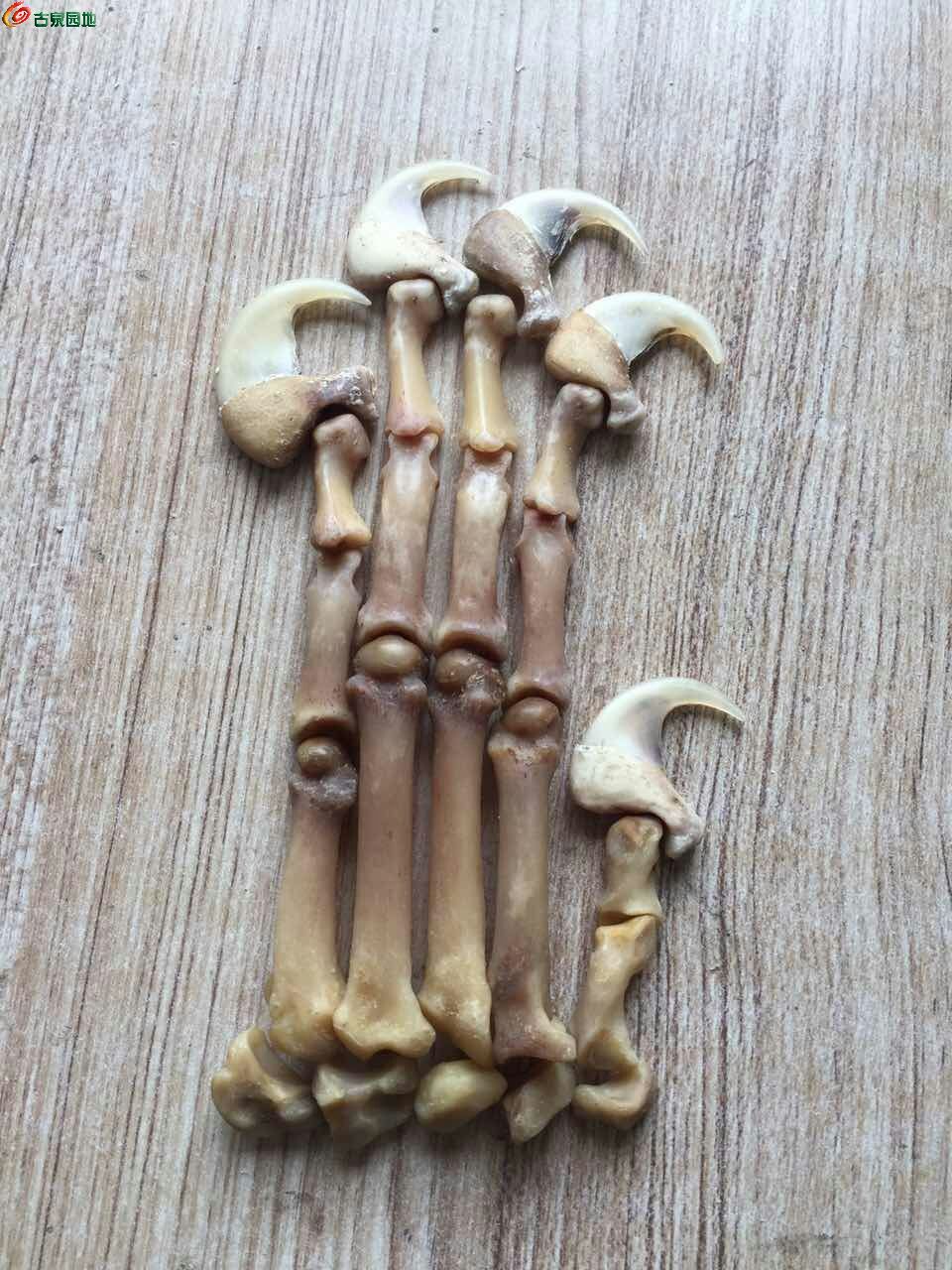 雪豹爪.钩子尺寸35毫米左右.