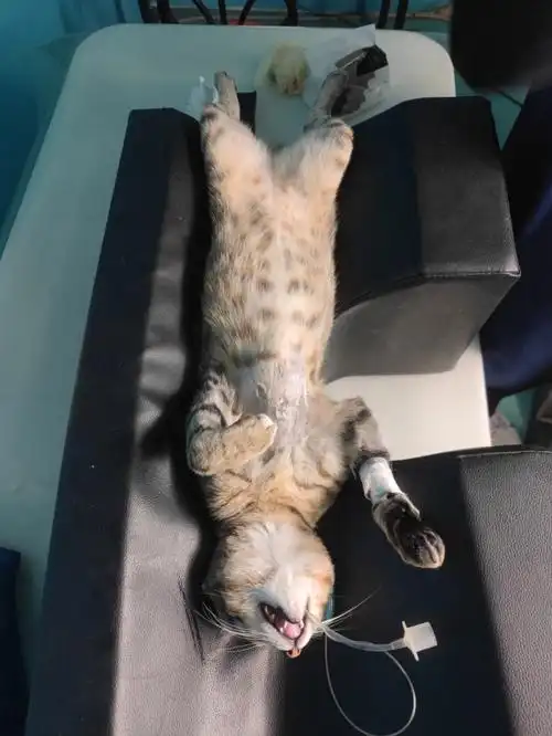 狗喘,所以坚持绝育的时候做了心超,果然有问题,左二尖瓣短时闭锁不全