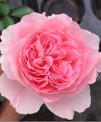 伊芙口红诱惑月季花达苗粉色大花型浓香勤花品种阳台庭院植物时令草本