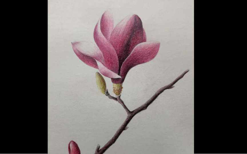 彩铅画玉兰花全过程