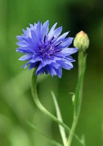 欧洲各国的国花