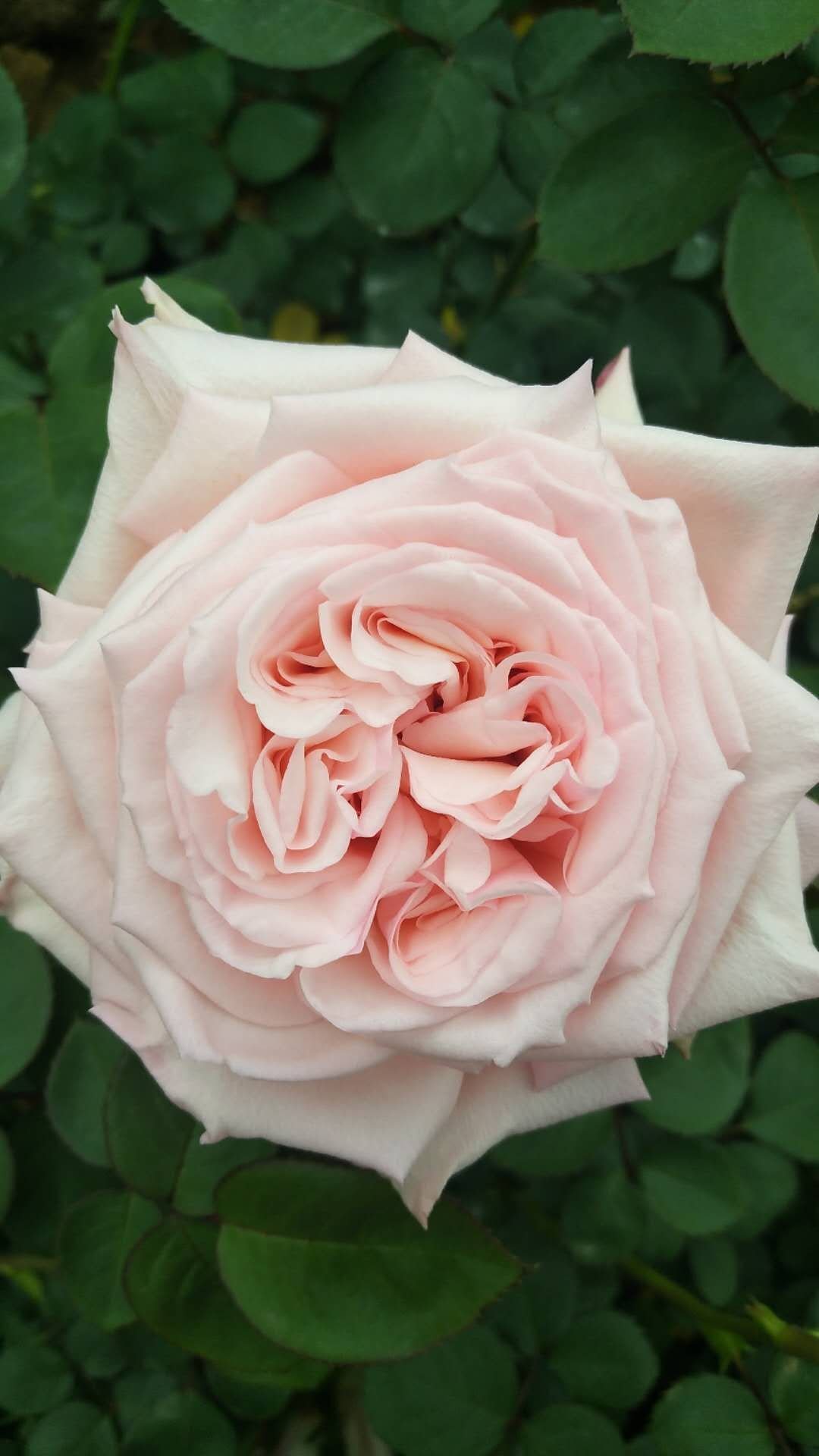 [大花月季批发]大花月季 粉荔枝 香水月季品种多多 基地供应 技术指导