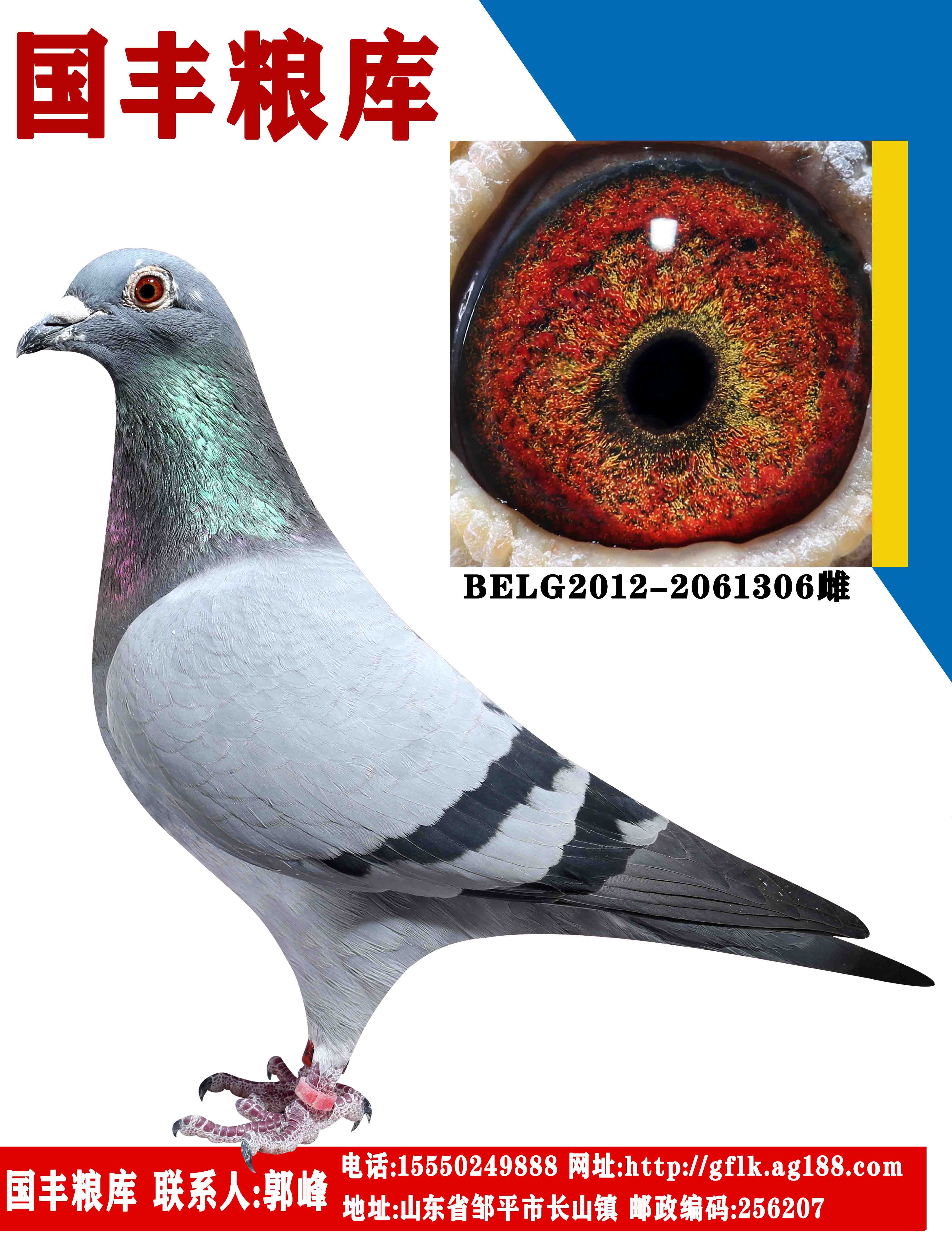 信鸽特征编 号:714816鸽 名:戈马力基础种鸽羽 色:--收 藏:点击收藏环