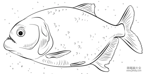 如何画食人鱼简笔画