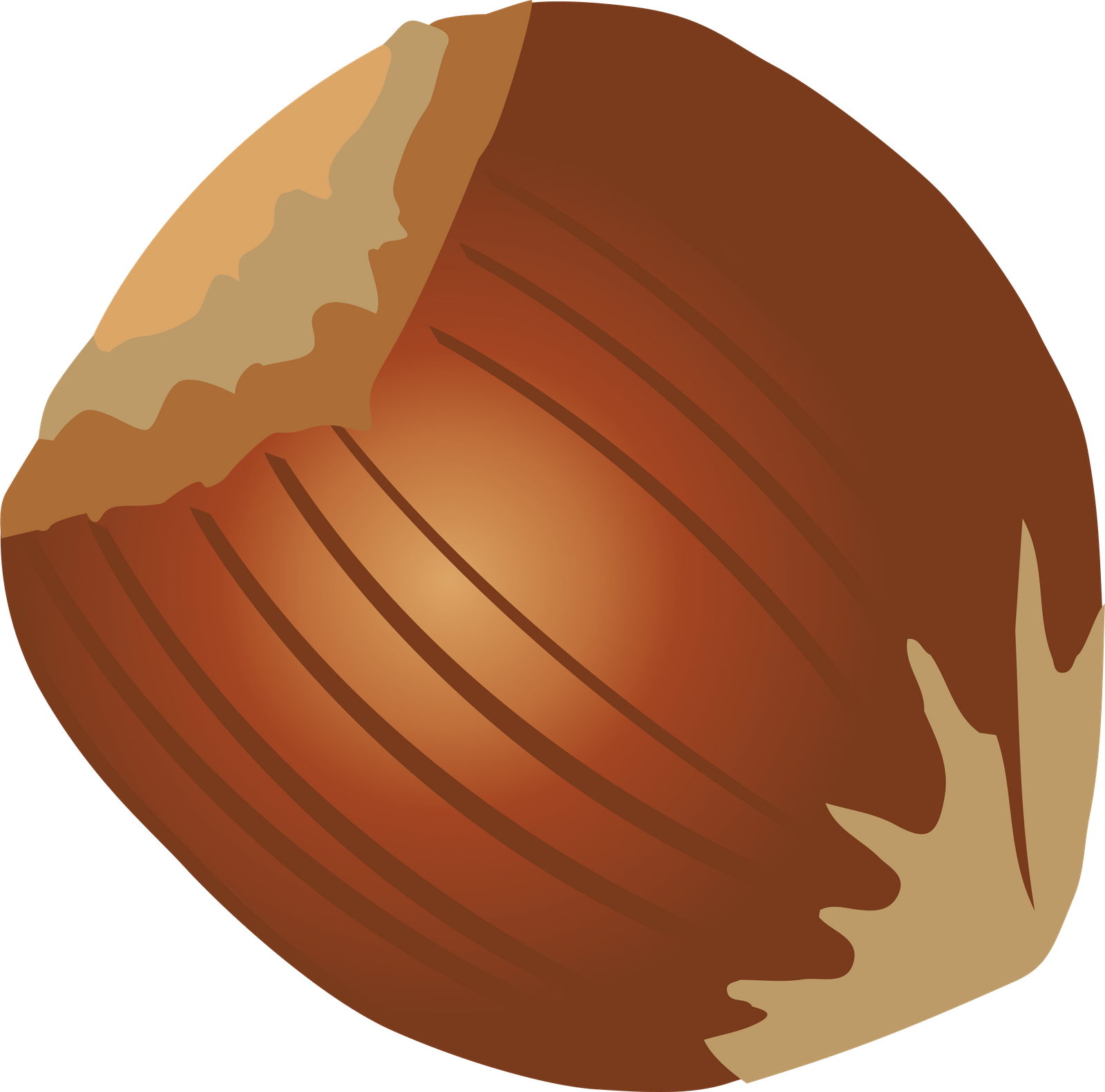 hazelnutnutillustration图片