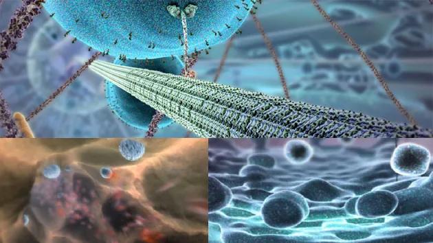 the inner life of   cell