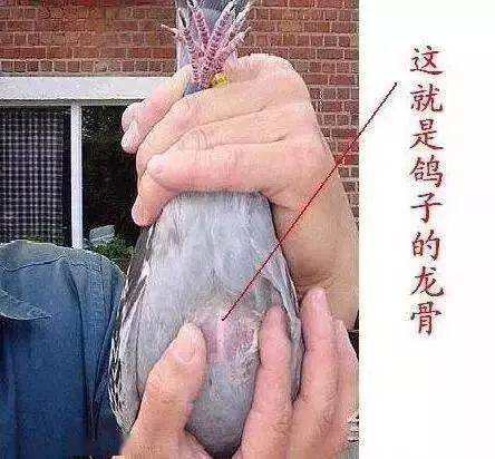下面从种鸽龙骨,耻骨