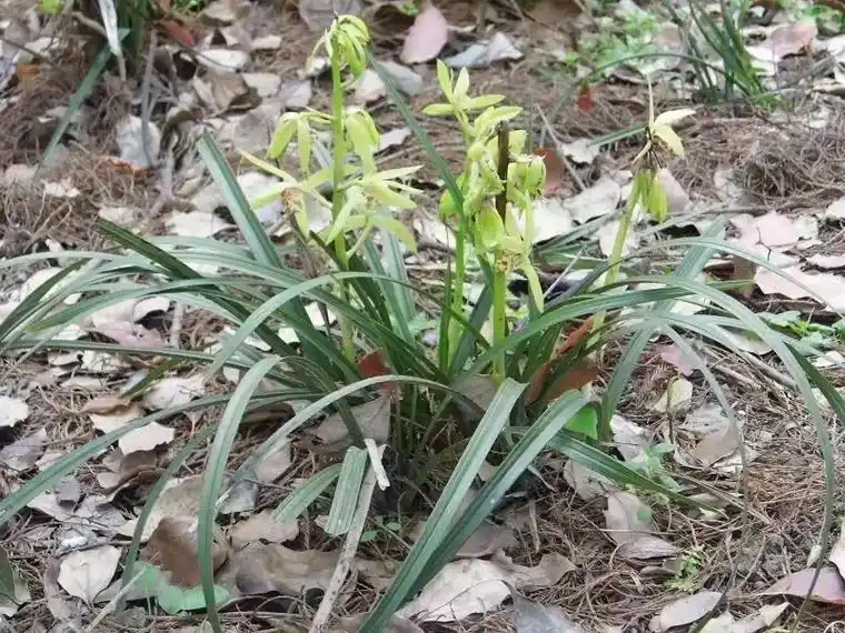 大山里的野生兰花.#野生兰花 #感受春的气息 #兰花开了 # - 抖音